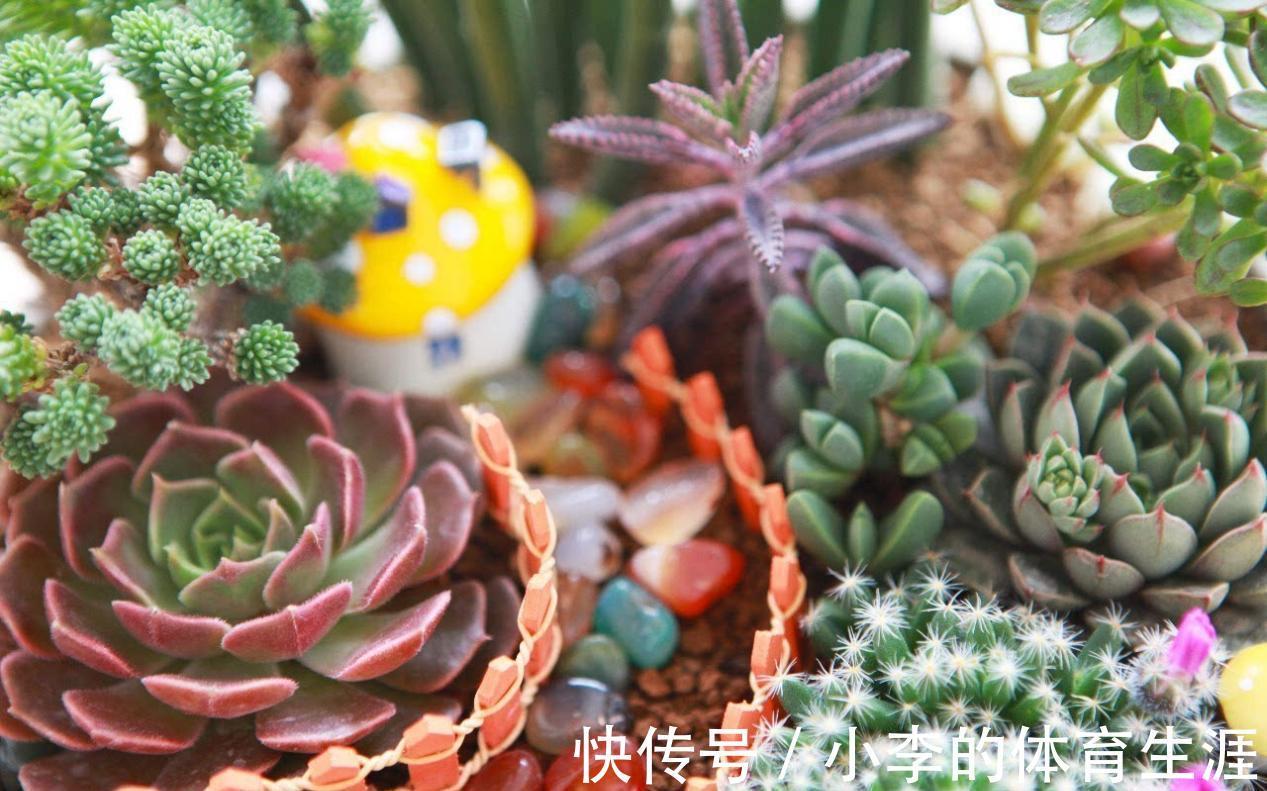 养多肉,盆栽不忽略这4点,茎叶就会发蔫、养不肥