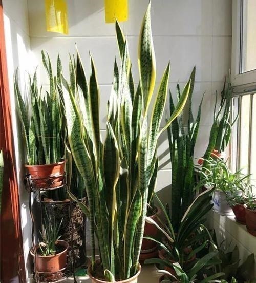 客厅种上4种花,大气上档次,越养越干净,来客倍有面子!