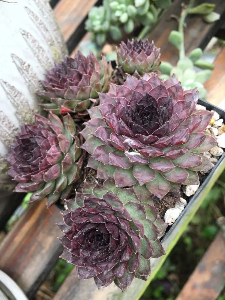 养多肉会上瘾,3年养了500多盆,既美化了环境又愉悦了心境!