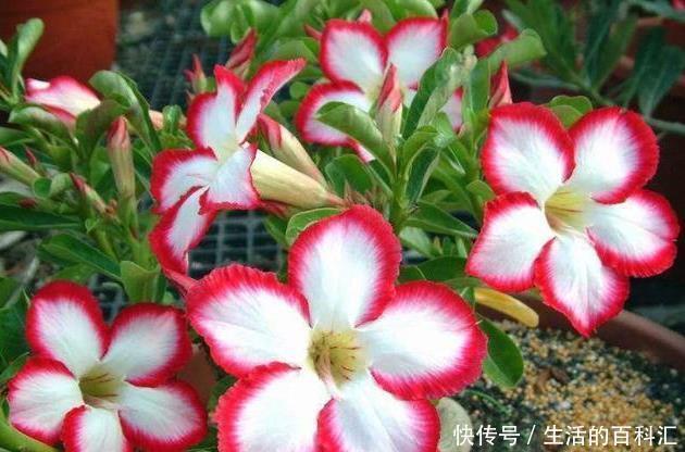 绿植|这四种绿植,十天半个月可以不浇水,爆芽、疯长到盆都装不下!