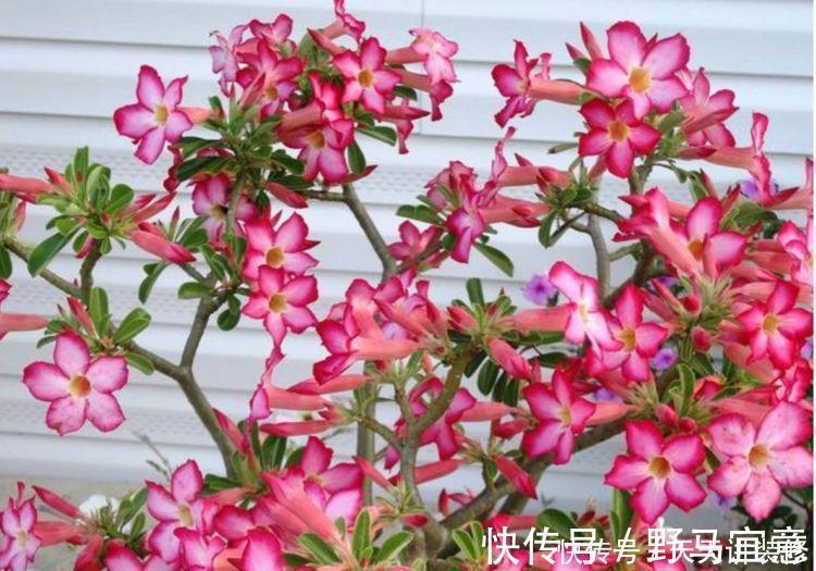光照|现在就养3种花,天气越热,开花越美,一养就爆盆!