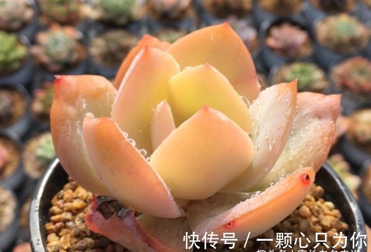 多肉雪凤茎秆粗壮，叶片又白又通透，你有没有看出它的来历？