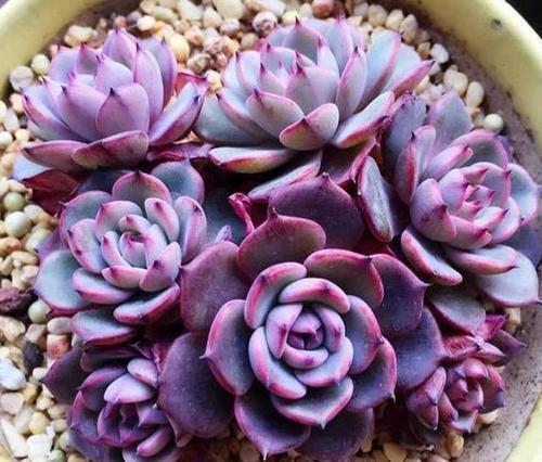 药锦多肉|4种多肉植物,再便宜也别买,养一盆死一盆,浪费钱!
