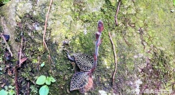 河边1野草,被农民称为“百草之王”,630元一两,真值这么多