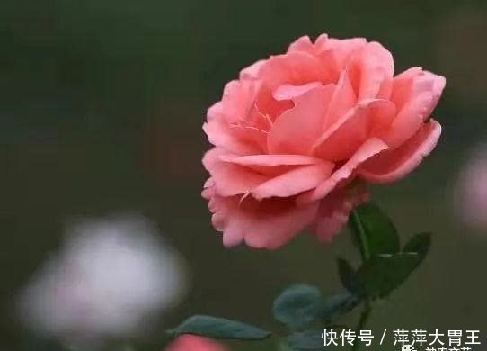 付强：冬天，月季花开