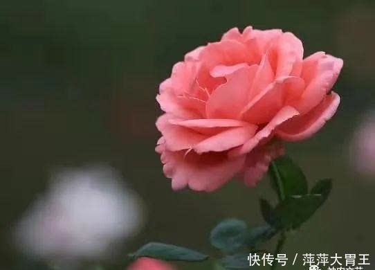 付强:冬天,月季花开