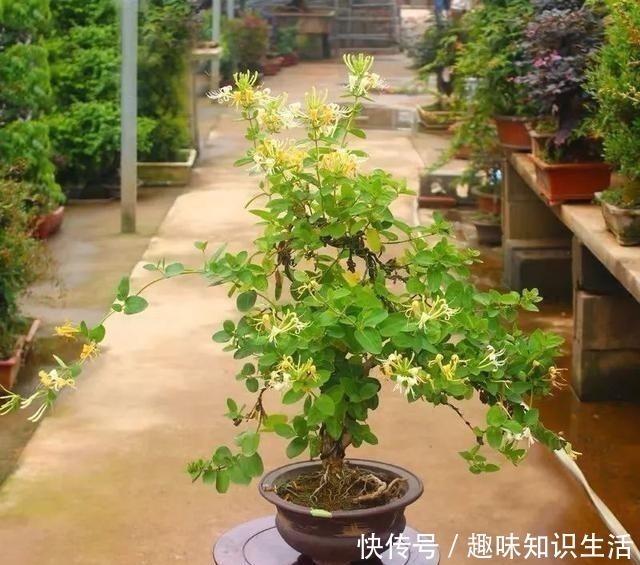 人养花、花也养人,医生喜欢养的八种花,家里养一盆,清雅又健康!