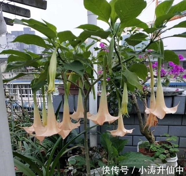 五色梅|8种常见“有毒花”,小心误买回家,家里有小孩要谨慎,安全第一