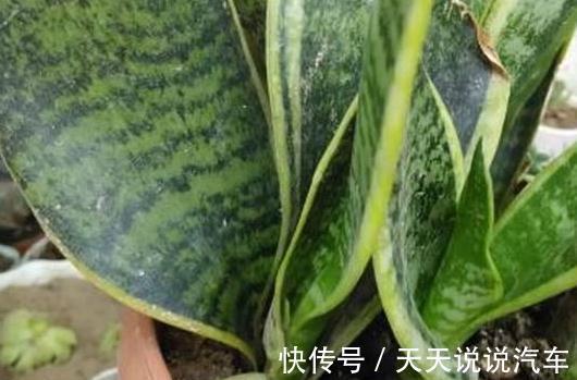 2种花现在扦插还不晚，折个枝插盆里，生根快，成活率高