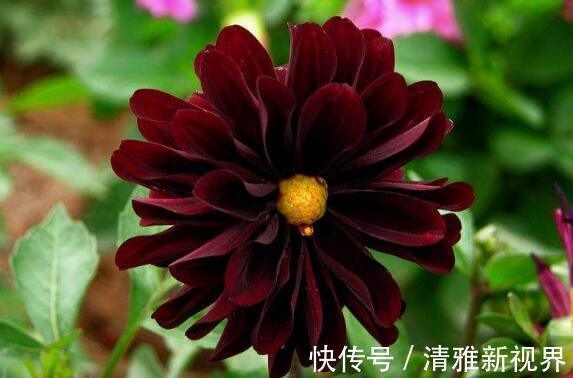 想养花不妨选“它”不但颜色“奇特”还开花硕大，养上值了