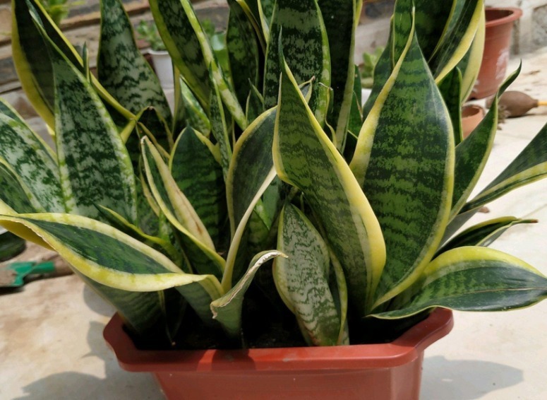 养殖虎皮兰,落实好“2多2少1勤”,叶子挺直,侧芽呼呼窜爆盆