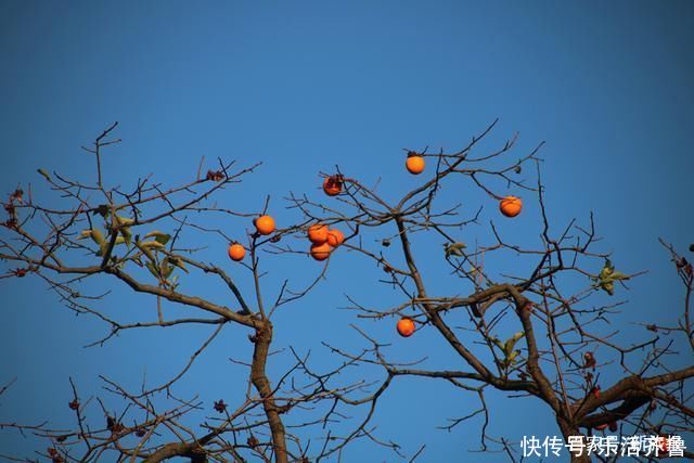 老年|秋意渐浓秋色起，斑斓色彩染磴山!美图来袭~