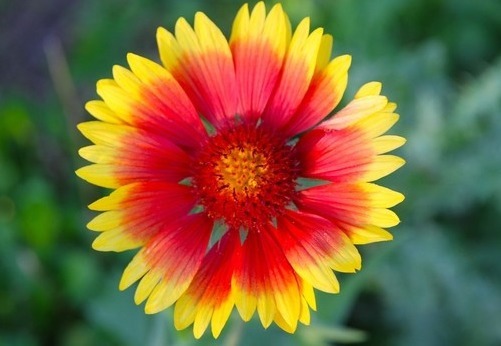 喜欢养菊花,不妨养盆菊中珍品,似雪中美人,凌寒傲放,艳丽多姿