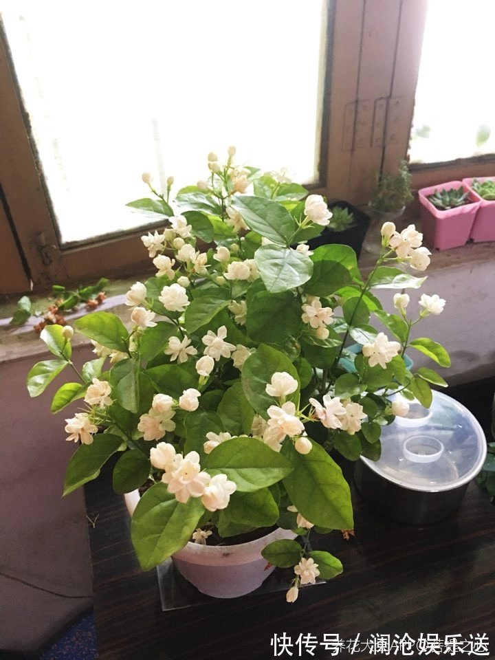 修剪|一剪子下去,茉莉花越冒越多止不住,半月长势顶别人一年的!