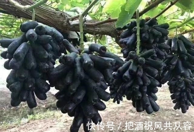 家里院子别空着,此树要种2棵,甘甜可口,比桃子梨好吃多了