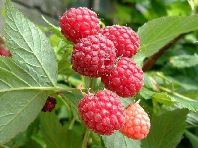 功效|此种野果被称为是“补肾之王”，男女适用，美容养颜还防失眠