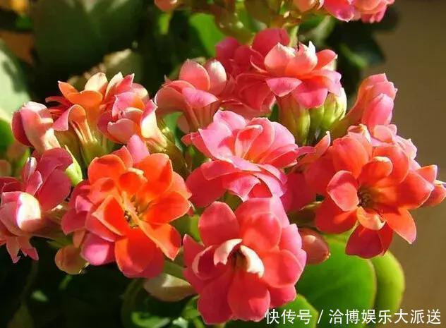 晾晒|家里养“3种花”,现在砍个头插盆里,一入秋就长不停!