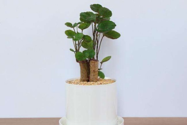 金铖木|财神爷最喜欢的几种花,最适合养在家中,能够改善家里的气运!