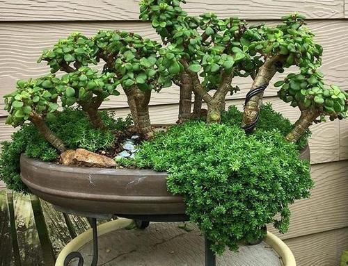 3种能成传家宝的花,越养越值钱,养几年给多少钱都不卖