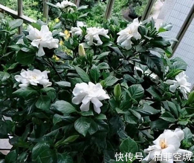 5种花养阳台，浇点水就狂开花，开成花海，邻居看了都羡慕！