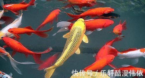 成格|伤官配印成格,能力强,还会来事,岂能不贵