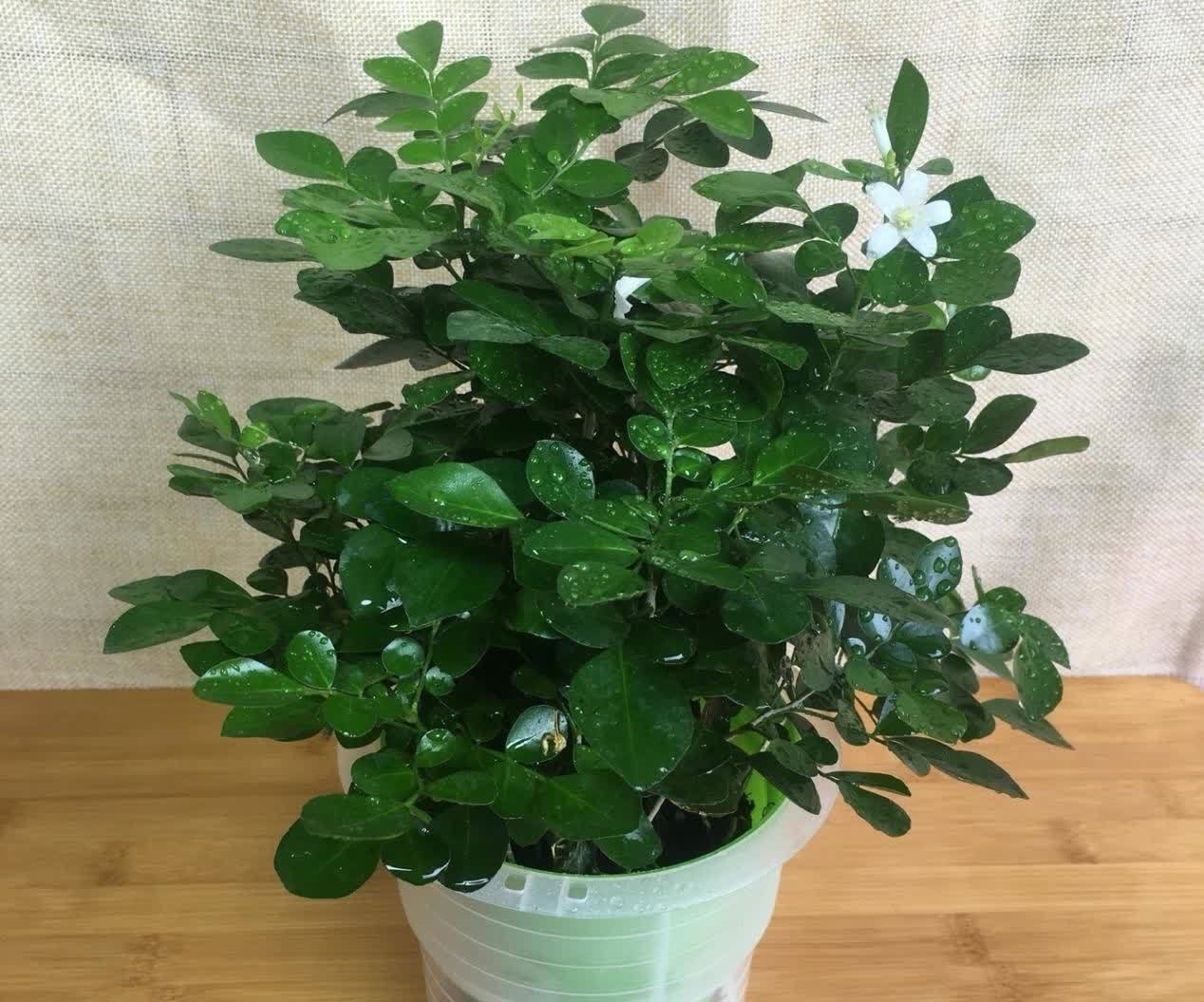 杀虫剂有害健康,养花就该巧用这些手段消灭害虫,保护环境