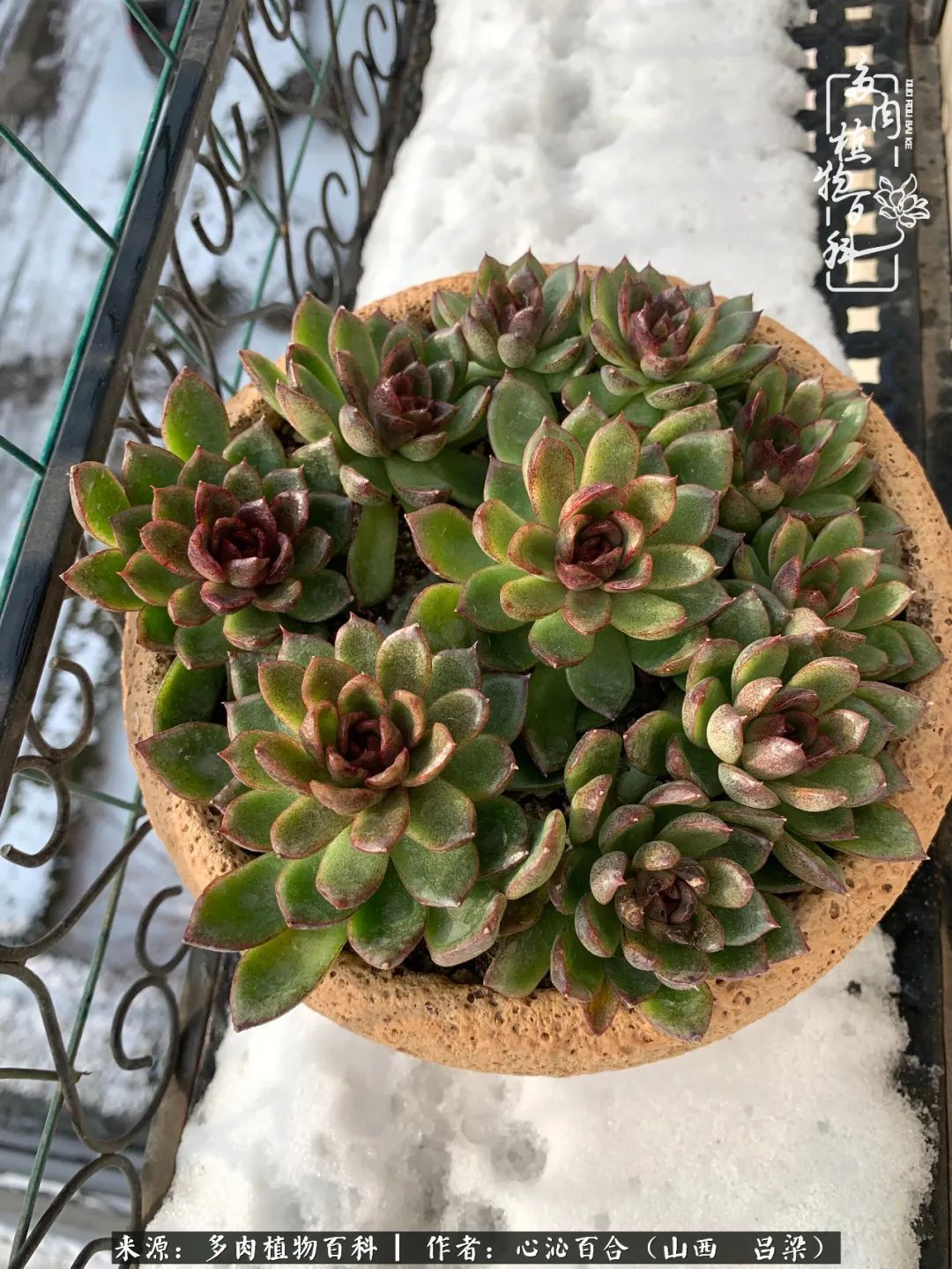 夏季的多肉,绿色才是主色调!努力呵护,期待绽放的那一刻!