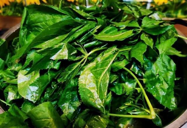 初春，抓紧吃“地下一宝”，比香椿鲜比白蒿香，每年就这几天有