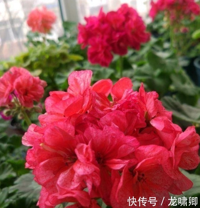 几款艳丽的花卉,漂亮又好闻,开花美如小花园,家中必选!