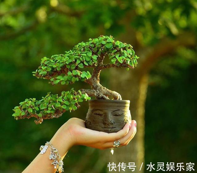 造型|大型盆景不喜欢那就自制微型盆景，放在手上把玩，真好看！