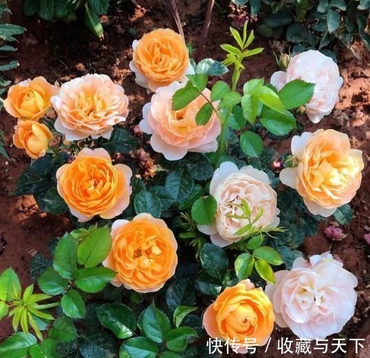 养月季花,1种肥料不可少,每月给它浇2次,一开花就大半年