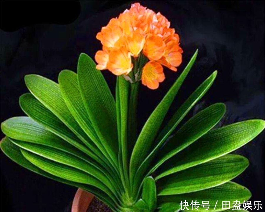 光照|君子兰有“4怕”,难怪叶子长歪还夹箭,学会了叶片光亮顺利开花