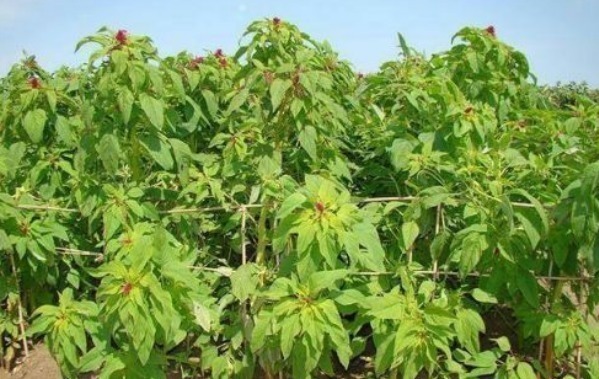 杂草|农村少见的“野草”,长着像朵花,可看可吃,作用很多遇到请珍惜