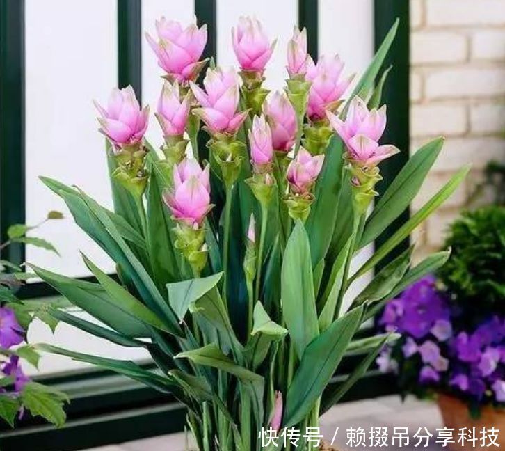 盆土|盆土里种块“姜”,7天发芽,30天后长出“大荷花”,太漂亮了