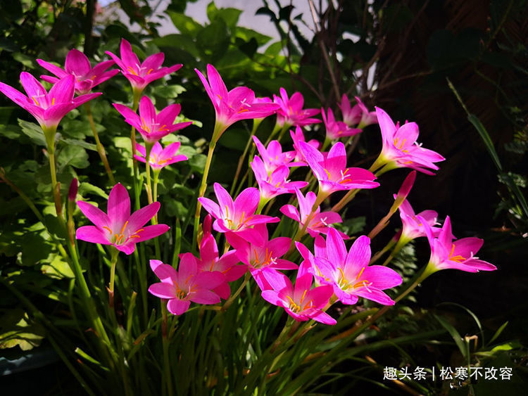 客厅多养这四款花,不仅有香味,还能净化空气,花开清新淡雅