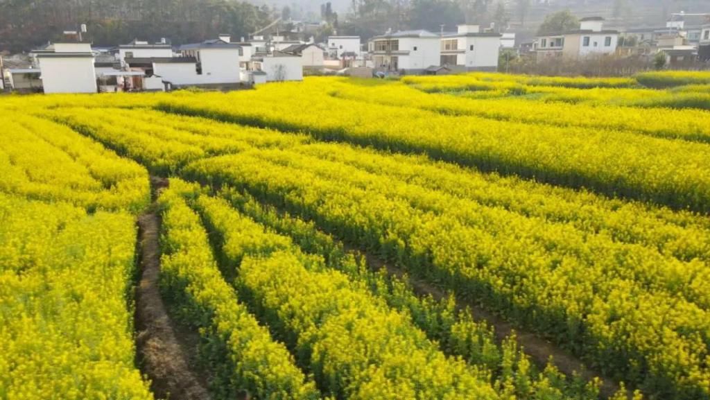 油菜花香醉春光