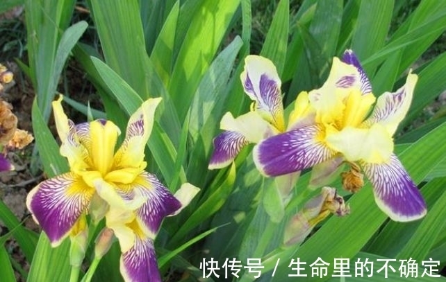 四季海棠|这几款花养在家，花期长易打理，365天开花不断，随便一养就爆盆