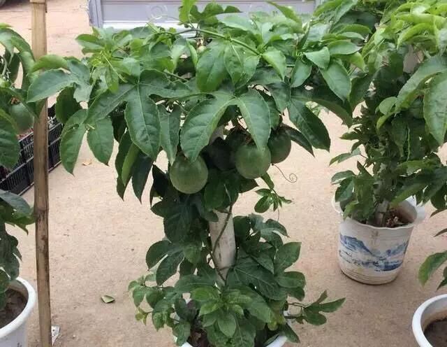 枝条|有1种“水果”,剪根枝条插土里,15天生根,结出果子“吃不完”