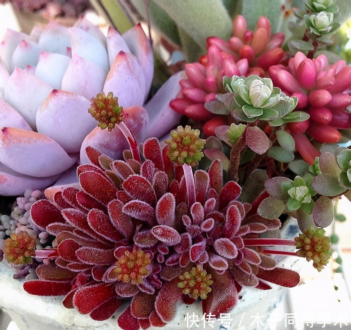 养花|这3种“漂亮花”,只能浇水,不能喷水,喷一喷都是短命鬼