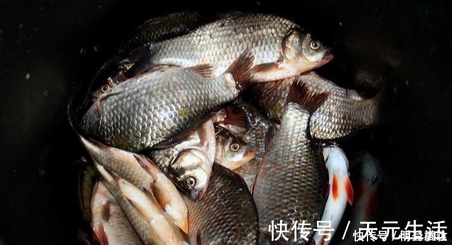 水草|秋分前后钓鱼,想爆护一点都不难,老钓手都爱这样钓,你也可以