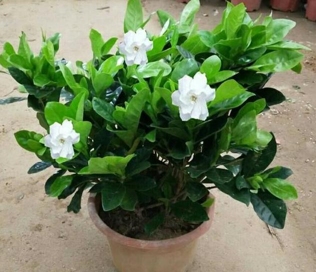 养花宝|厨房里的它是''养花宝'',扦插植物、浇花,可取代生根剂