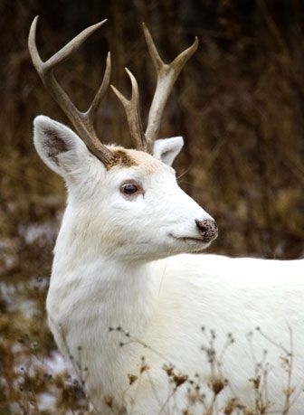 它们罕见而美丽,有的甚至需要涂防晒霜来防晒伤