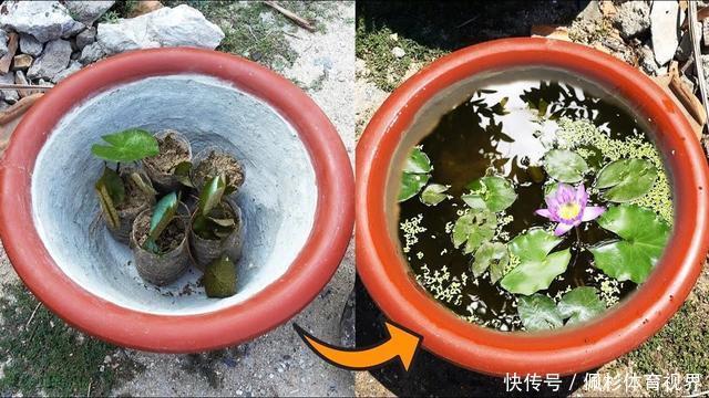 睡莲叶子老是烂,水里长虫,怎么促进开花?这些问题都统一回答了