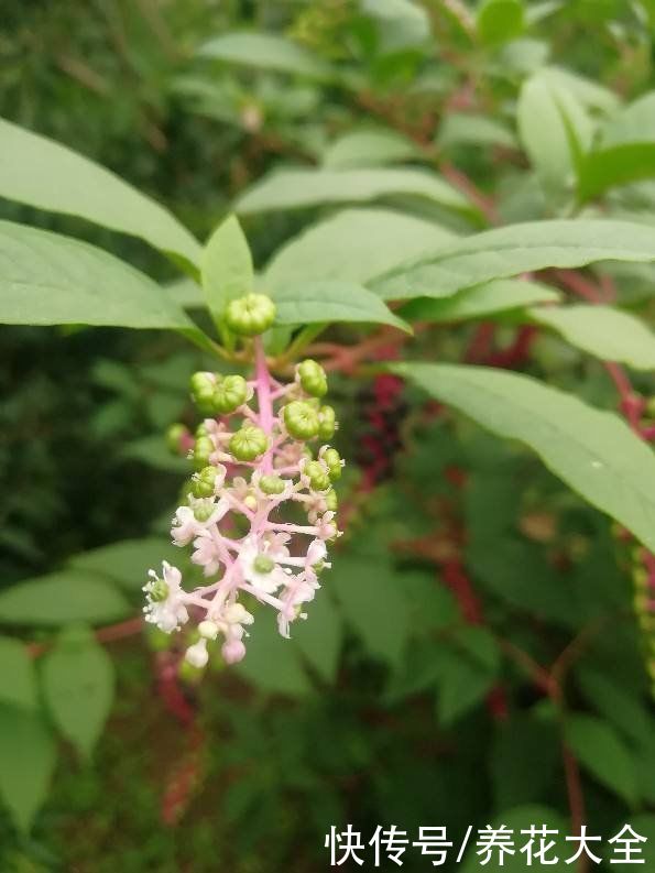 4种有毒花别养家里,出门也要离远点,因为有毒