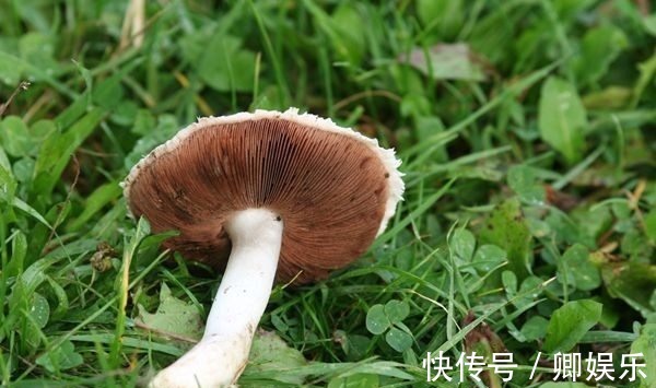 含有|女性抗衰先会吃,常吃3种食物,排毒养颜,补气抗衰,滋补身体
