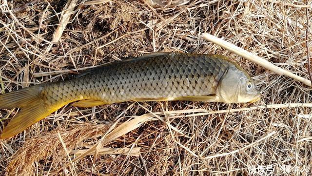 钓鱼新手要养成的四个好习惯,让你渔获翻倍---皇禾钓具