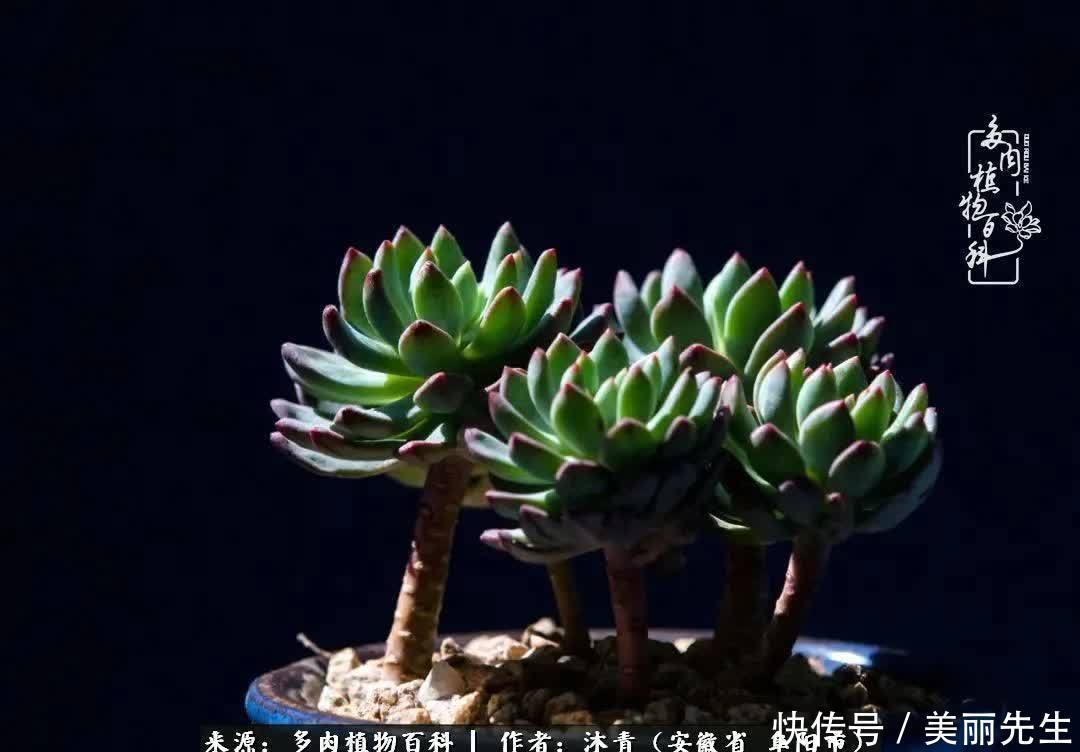 多肉——入了我的时光画卷!