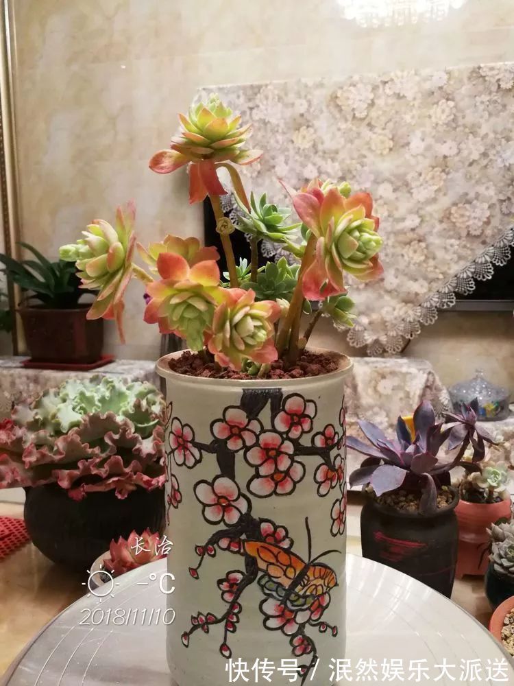 蚧壳虫|为肉痴狂!多肉植物也会用最美的容颜报答我们的勤劳付出!