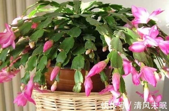 编者|立秋后养蟹爪兰，施肥做好“3个爆盆方法”，孕蕾不断，年年开花