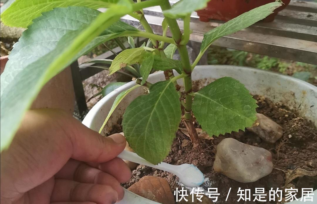 多元素|5种“漂亮花”，秋天乱修剪？小心来年，一年没花看